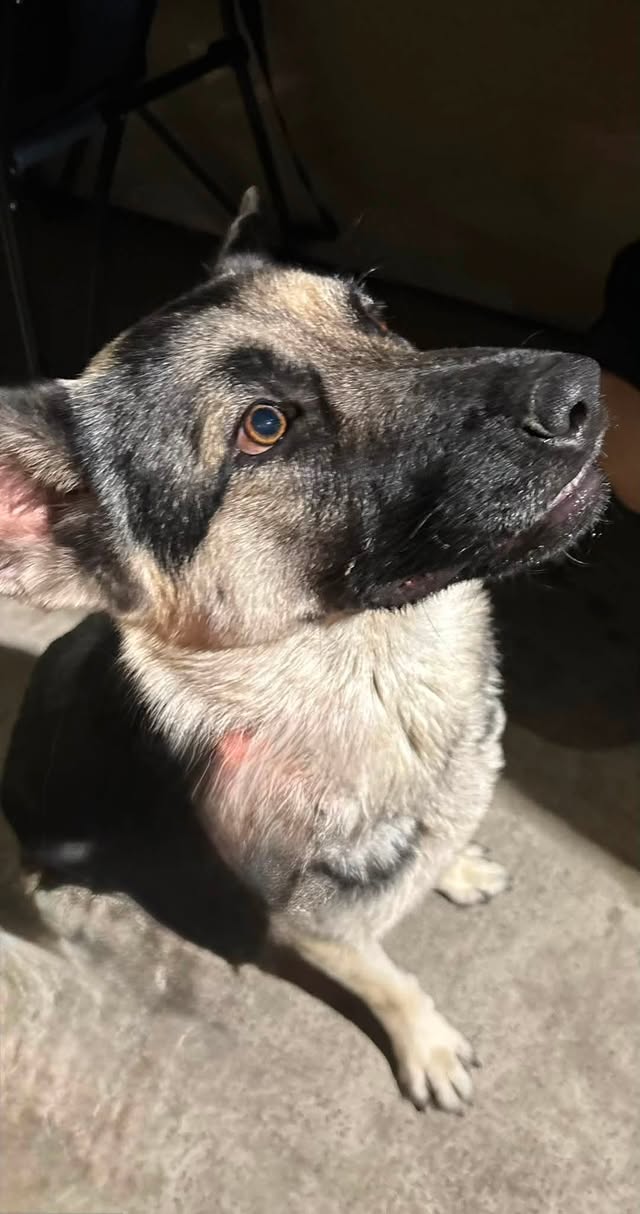 Dog reported found or sighted in Bakersfield, CA