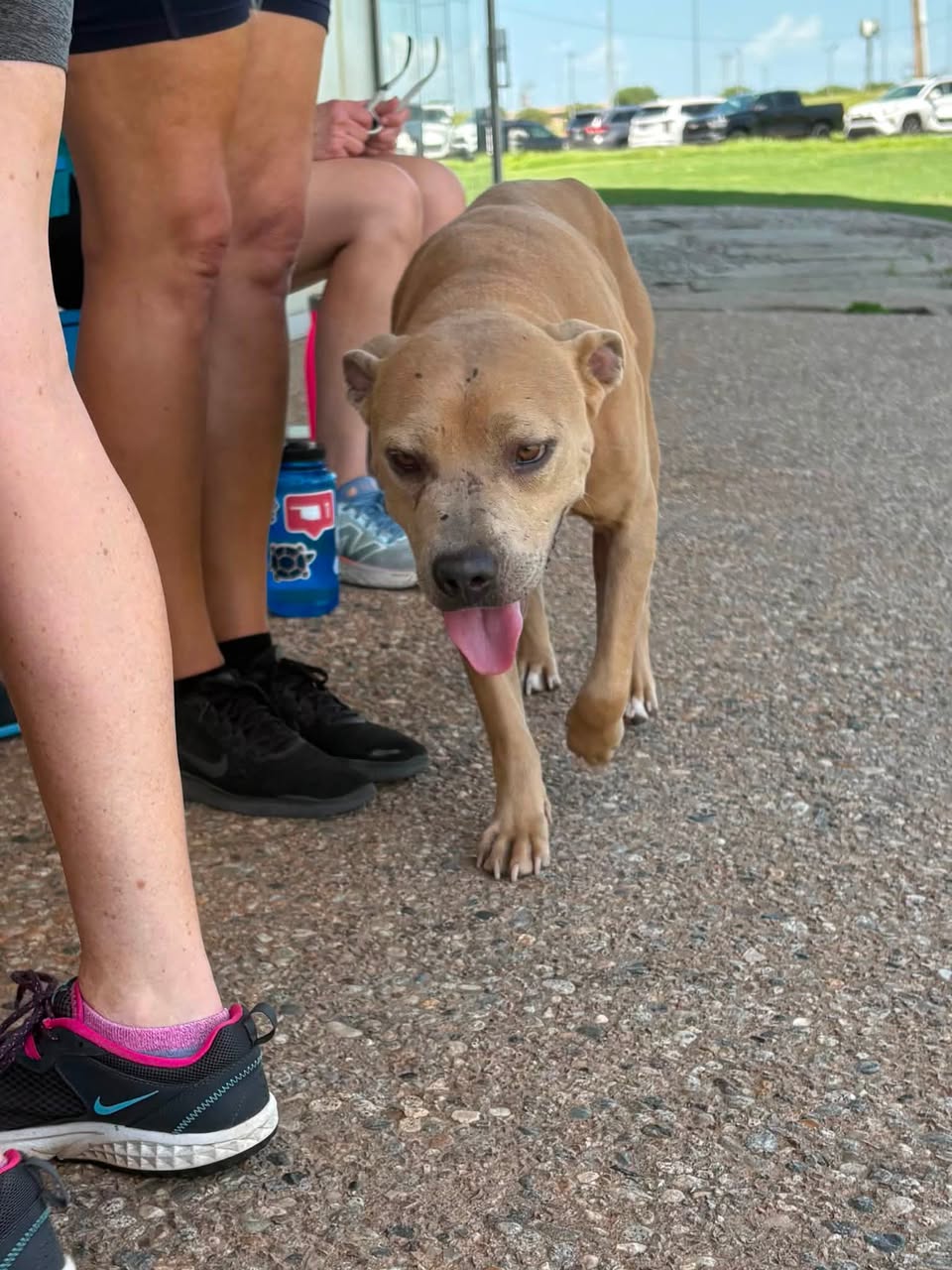 Dog reported missing in Oklahoma City, OK