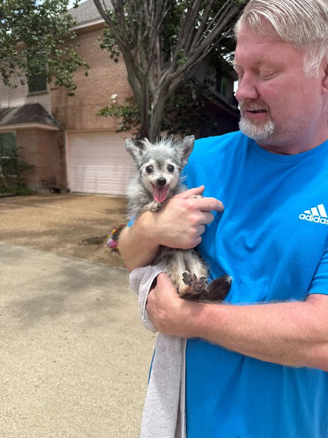 Dog reported missing in Arlington, TX