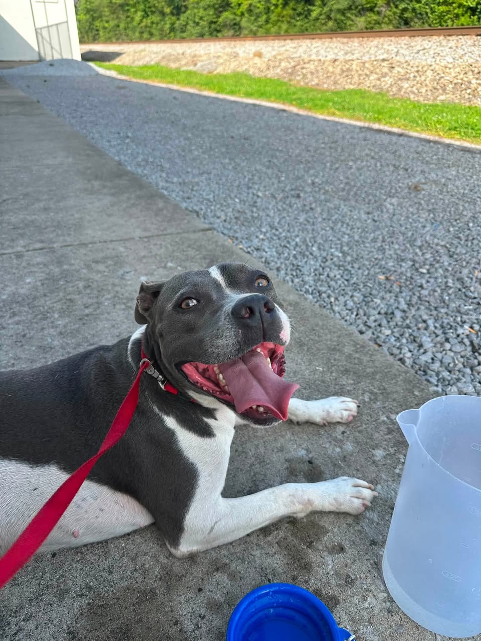 Dog reported found or sighted in Nashville, TN