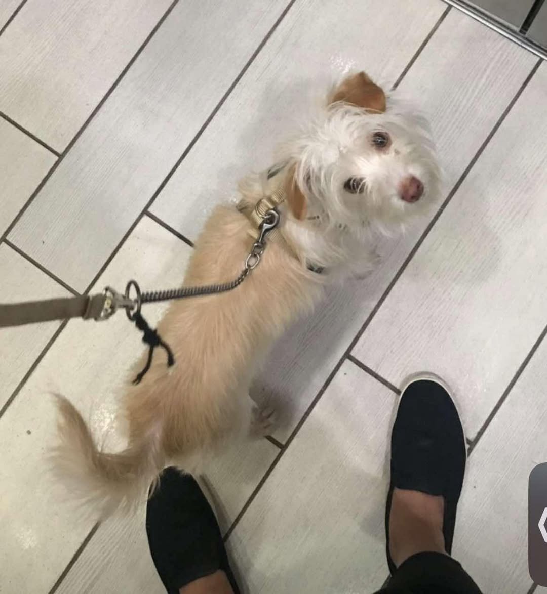 Dog reported missing in Washington, DC