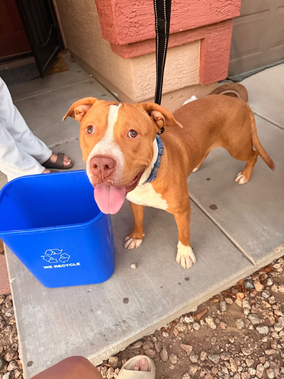 Dog reported found or sighted in Mesa, AZ