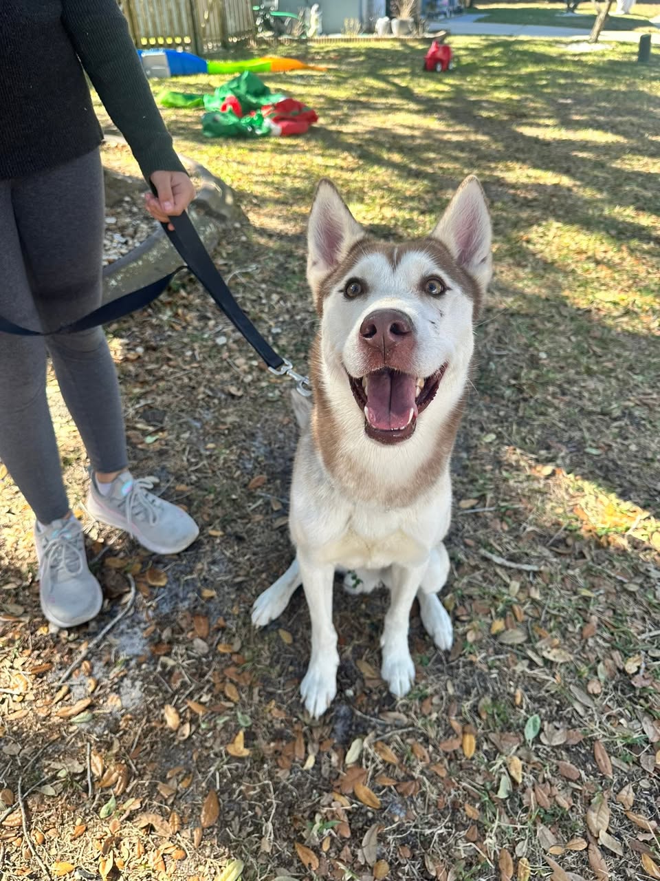 Dog reported found or sighted in Orlando, FL