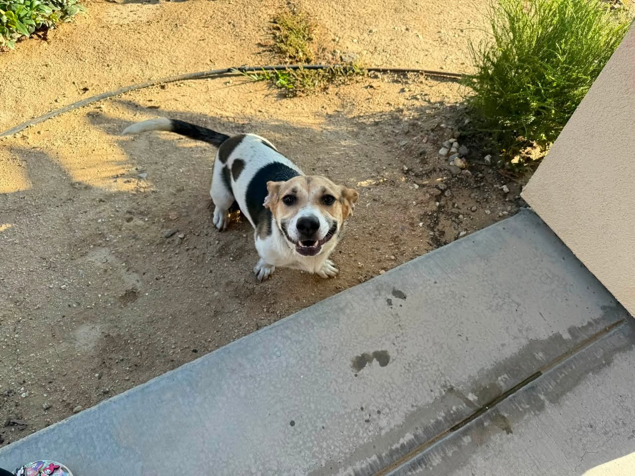 Dog reported missing in Bakersfield, CA