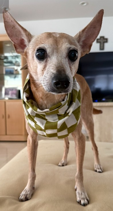 Dog reported missing in Honolulu, HI