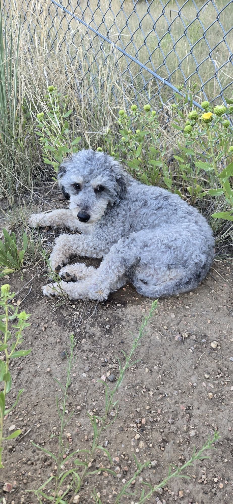 Dog reported found or sighted in Colorado Springs, CO