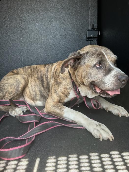 Dog reported found or sighted in Santa Ana, CA