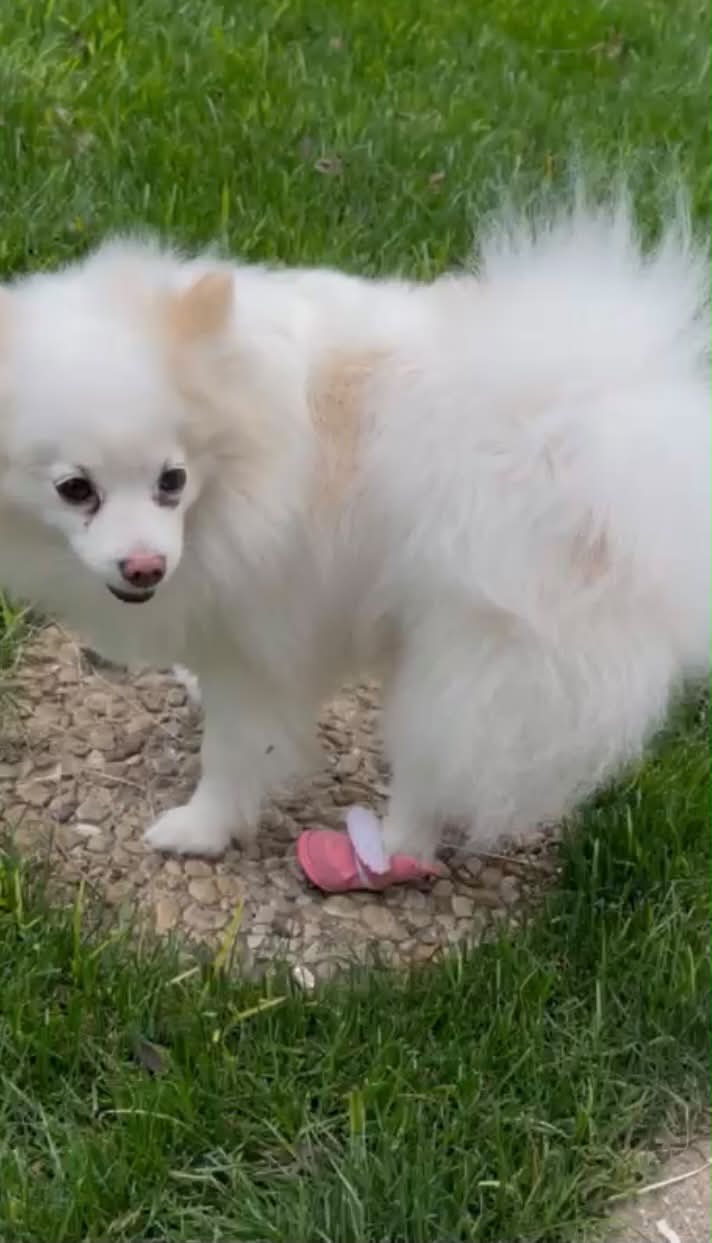 Dog reported missing in Garland, TX
