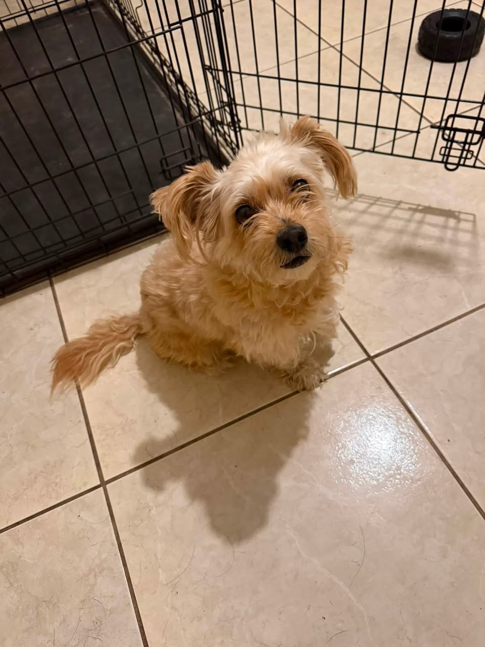Dog reported found or sighted in Orlando, FL