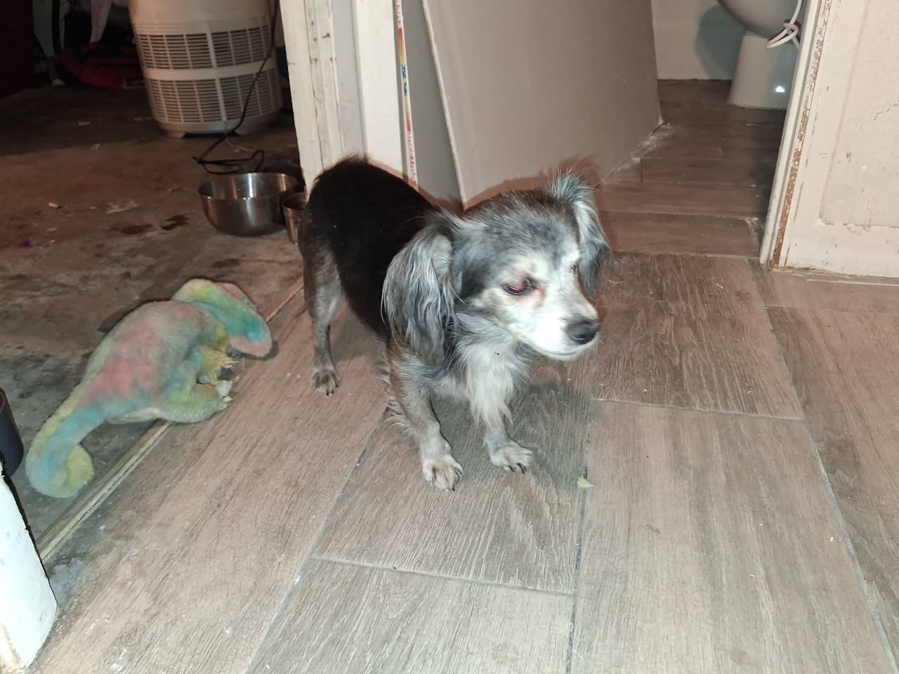 Dog reported missing in Las Vegas, NV