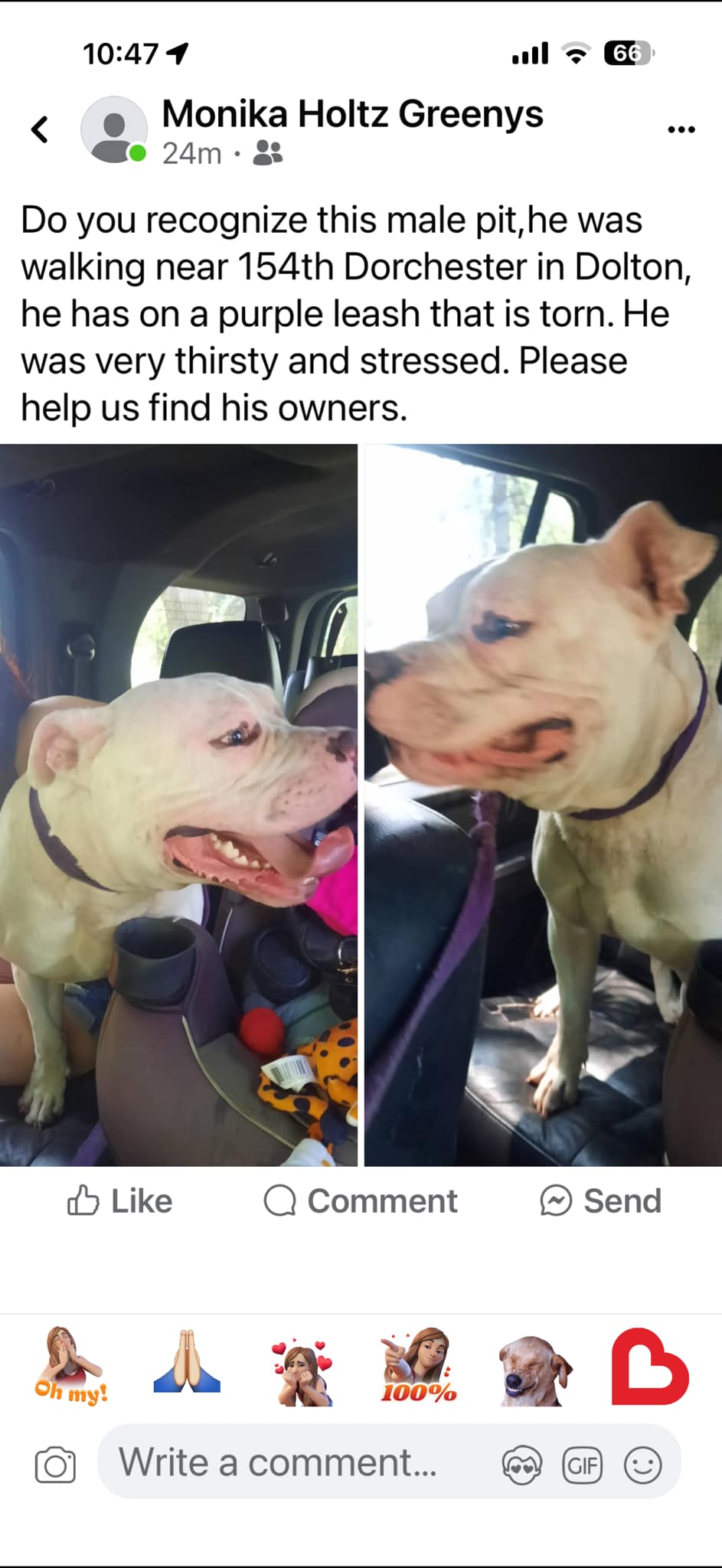 Dog reported missing in Chicago, IL