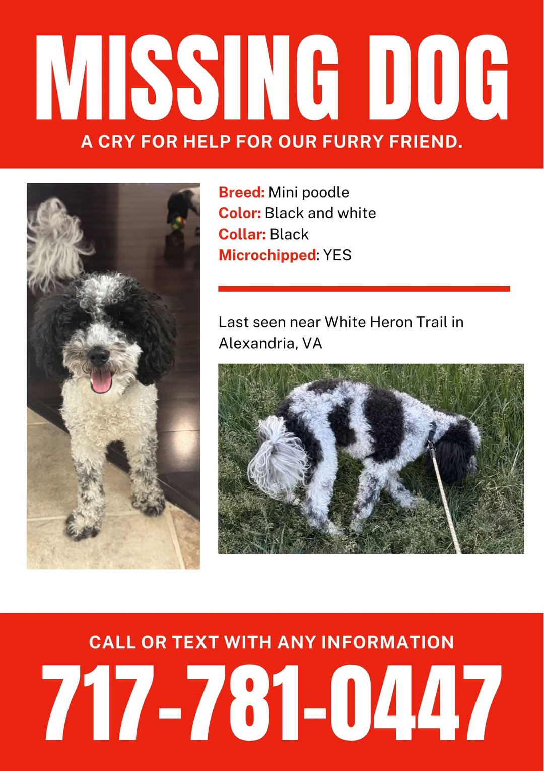 Dog reported found or sighted in Virginia Beach, VA