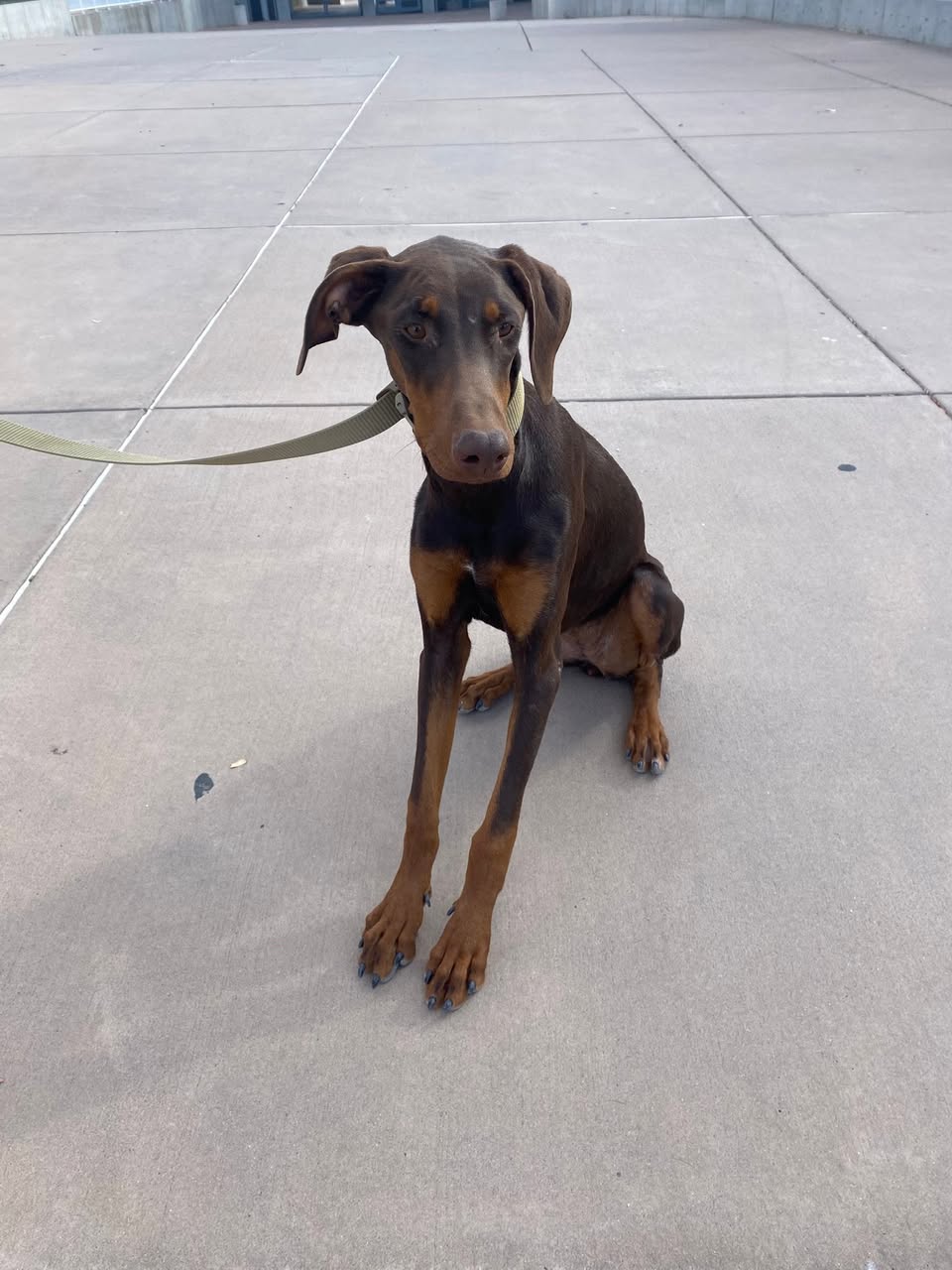 Dog reported found or sighted in Albuquerque, NM
