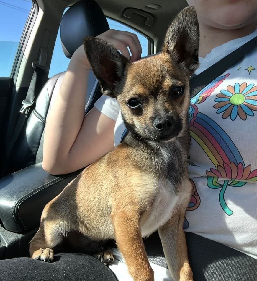 Dog reported missing in Fremont, CA