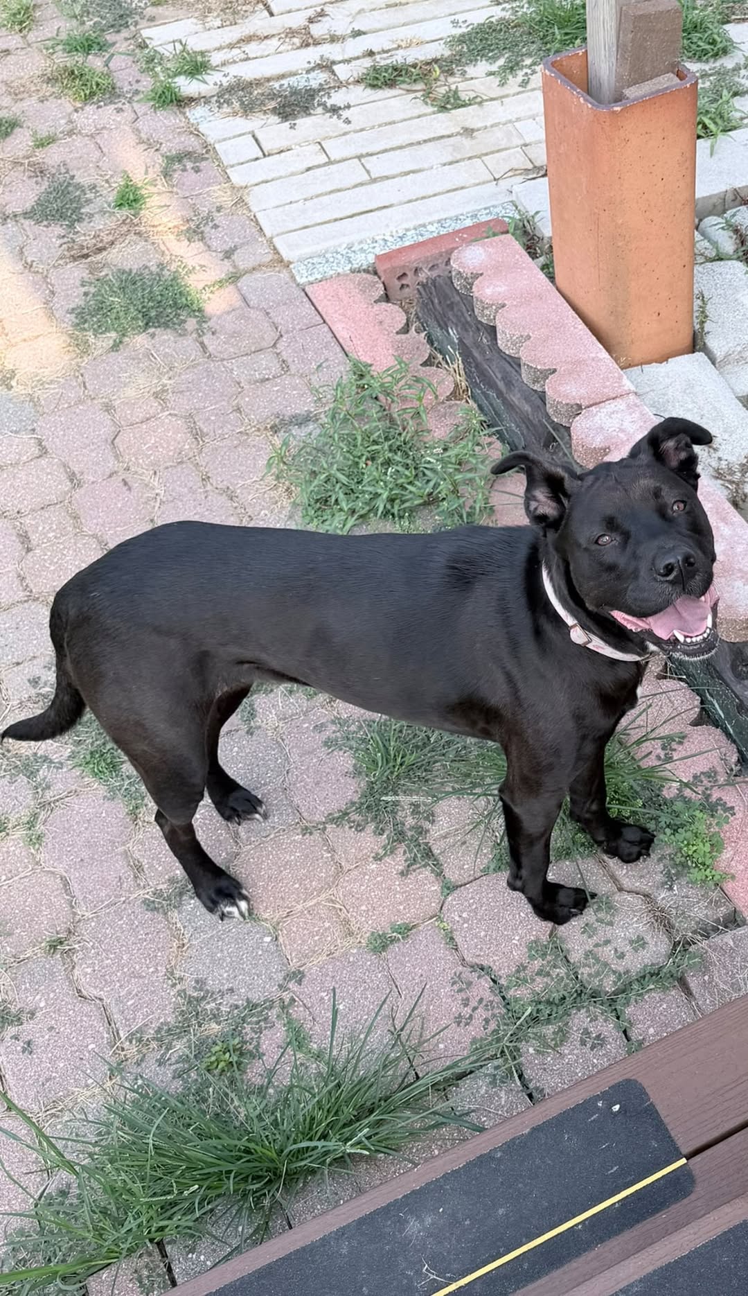 Dog reported missing in Indianapolis, IN