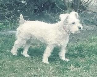 Dog reported missing in Chicago, IL
