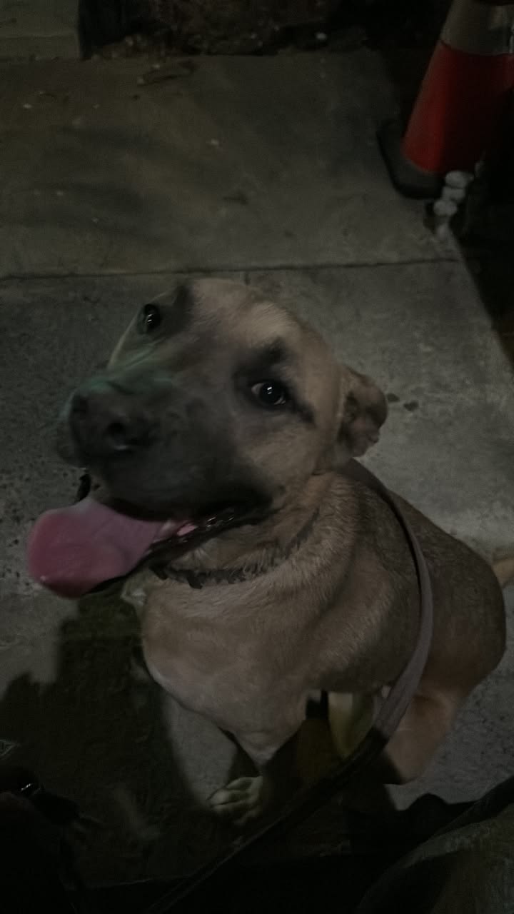 Dog reported found or sighted in San Jose, CA