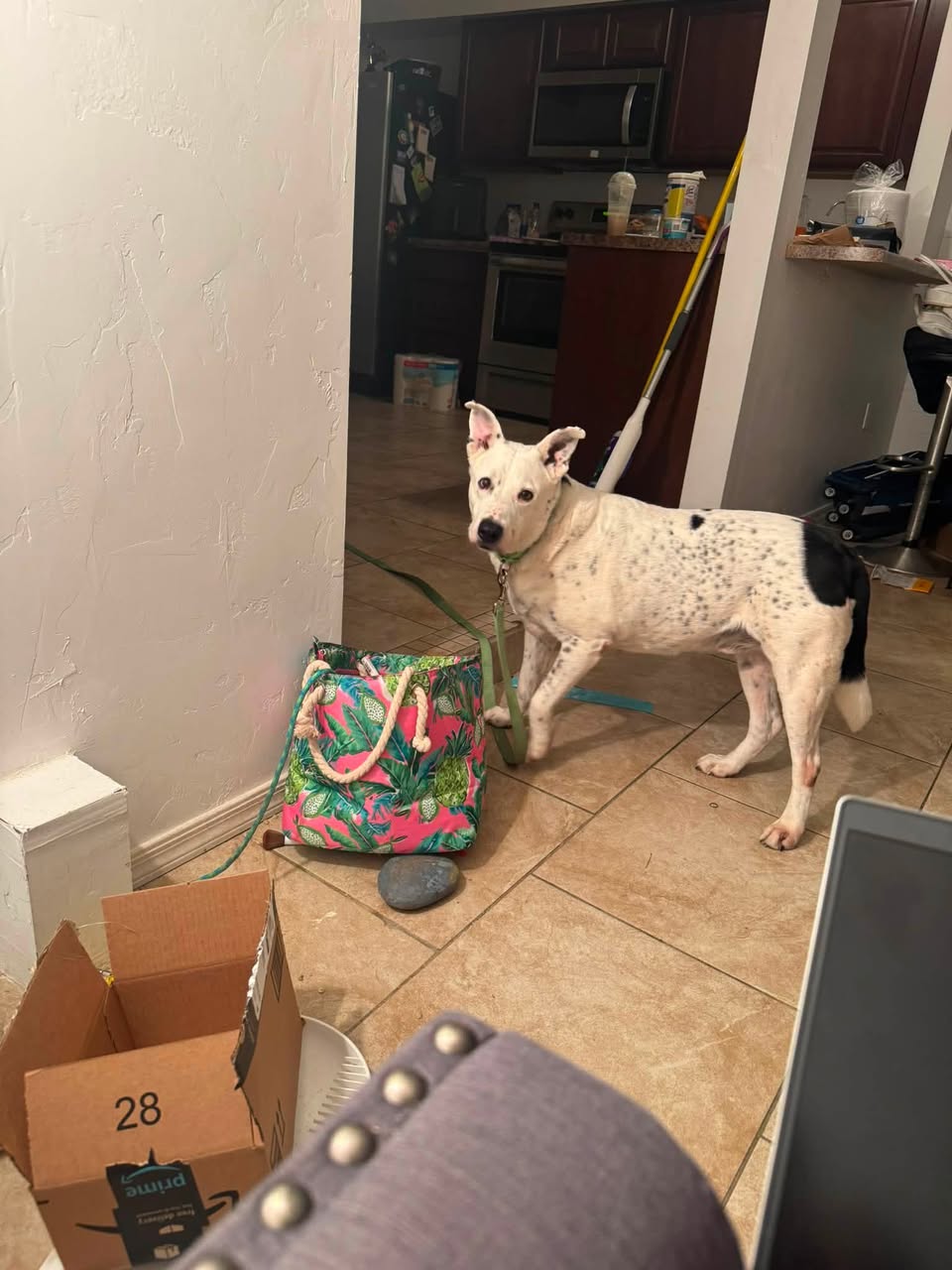 Dog reported missing in Tucson, AZ