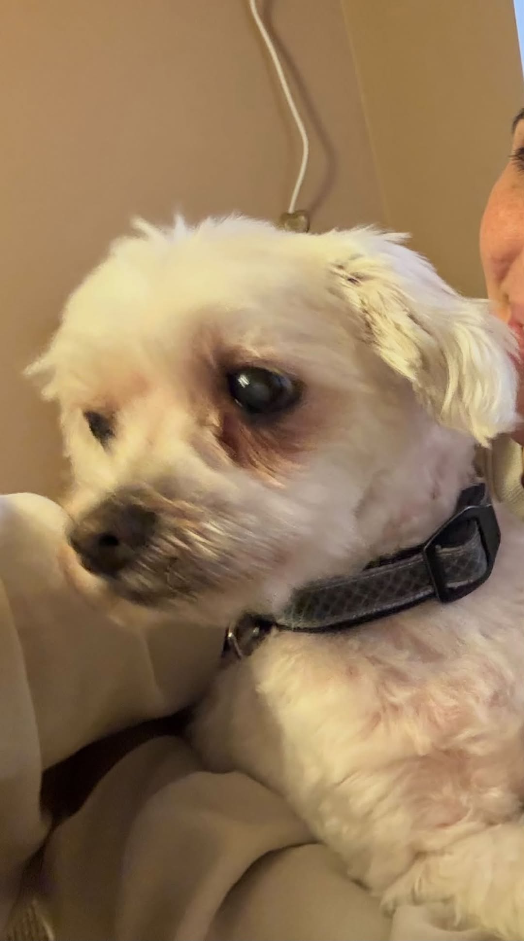 Dog reported missing in Irvine, CA