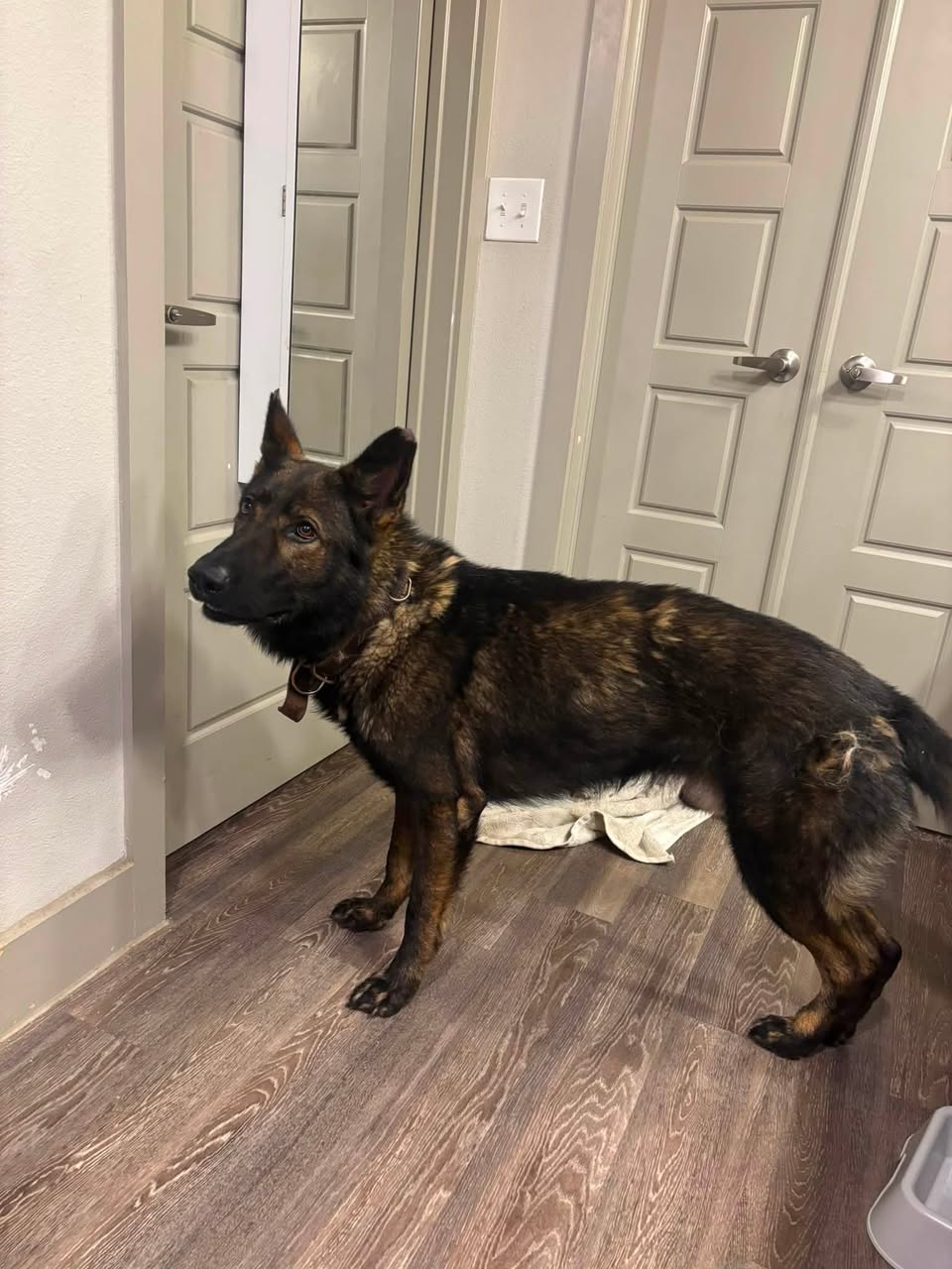 Dog reported found or sighted in Arlington, TX