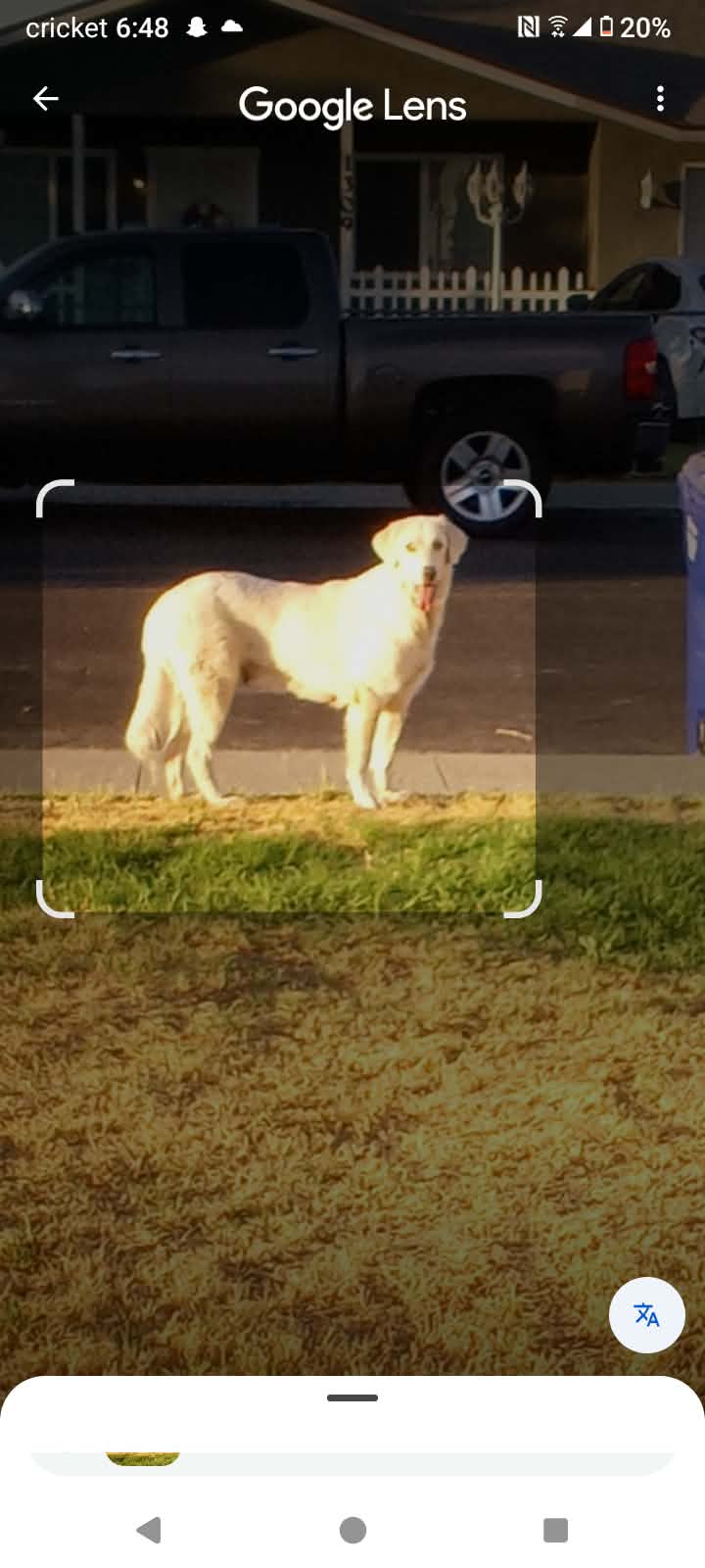 Dog reported missing in Fremont, CA