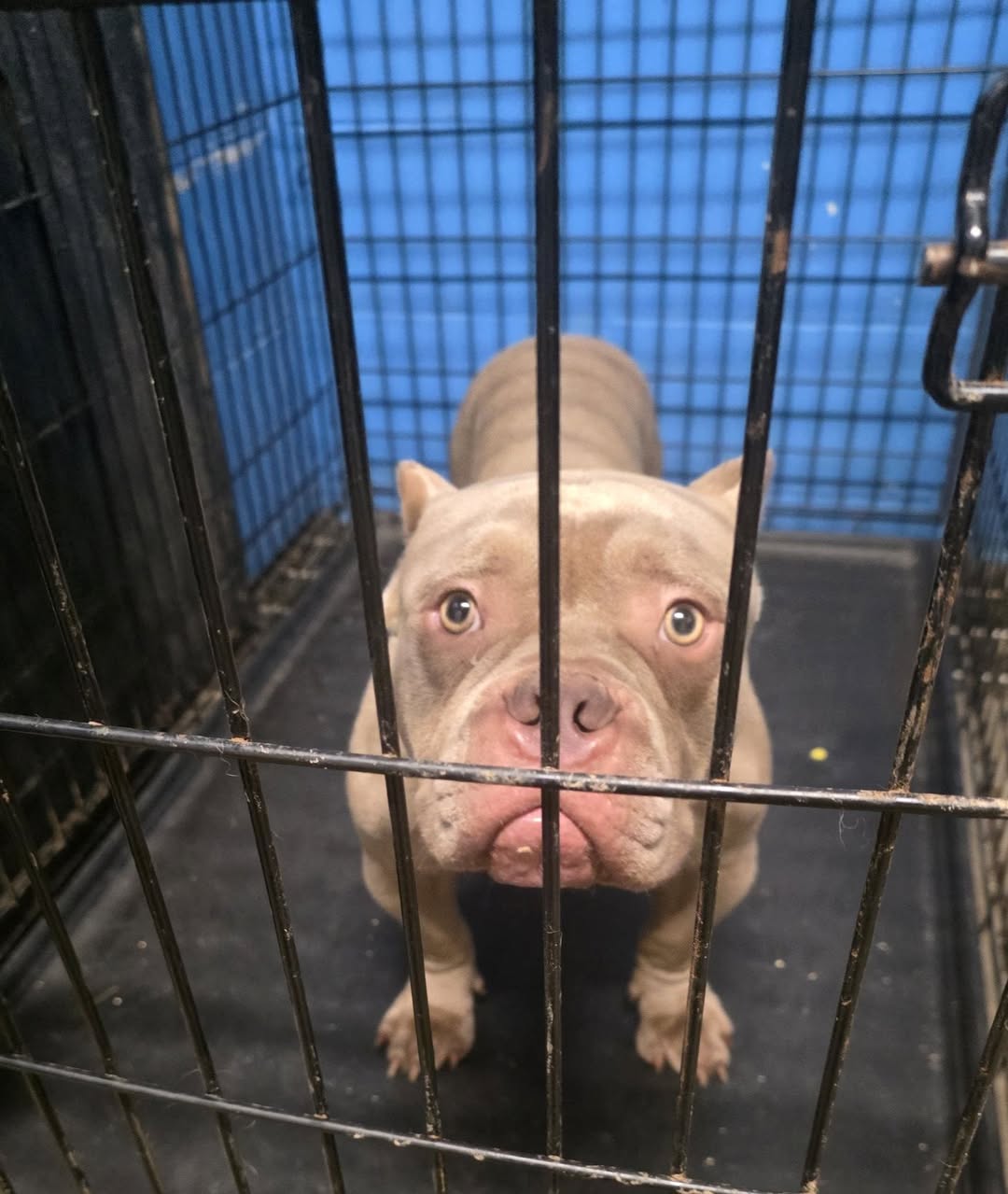 Dog reported found or sighted in St. Louis, MO
