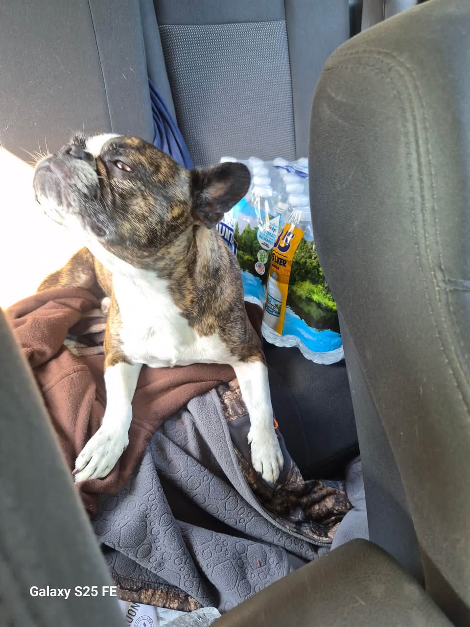 Dog reported missing in Milwaukee, WI