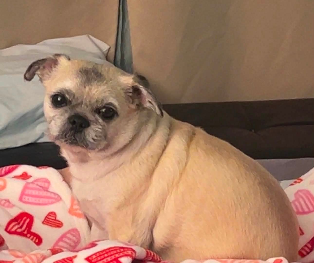 Dog reported missing in Oakland, CA