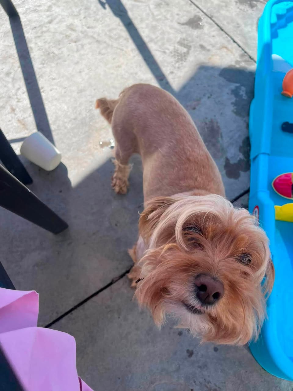 Dog reported found or sighted in Omaha, NE