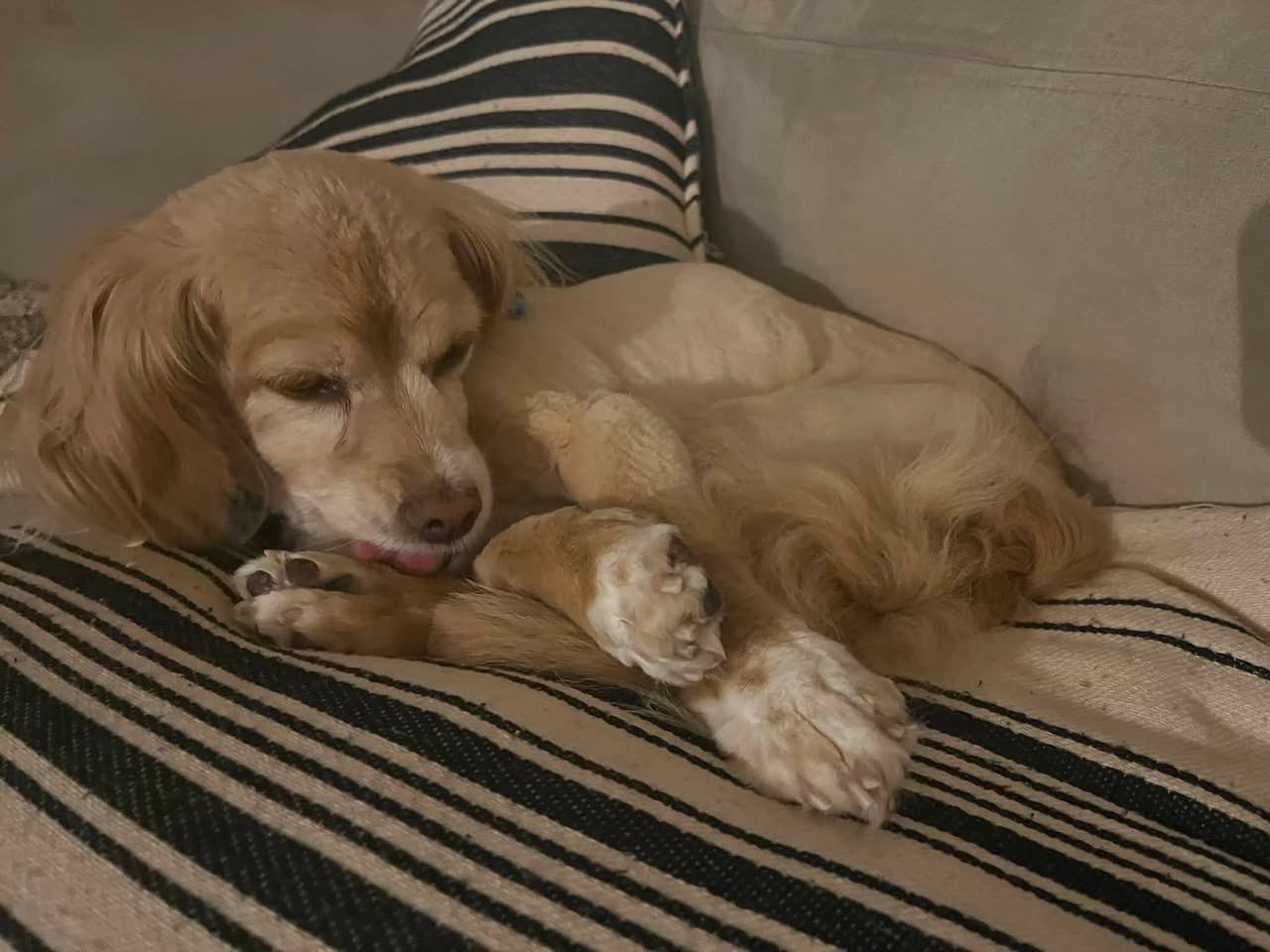 Bella reported missing in Portland, OR
