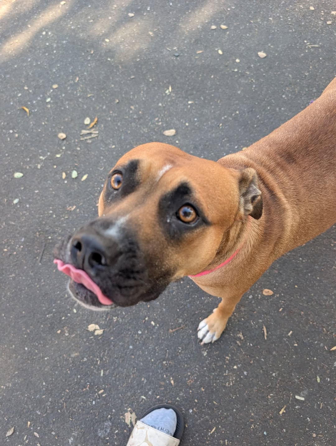 Dog reported found or sighted in Sacramento, CA
