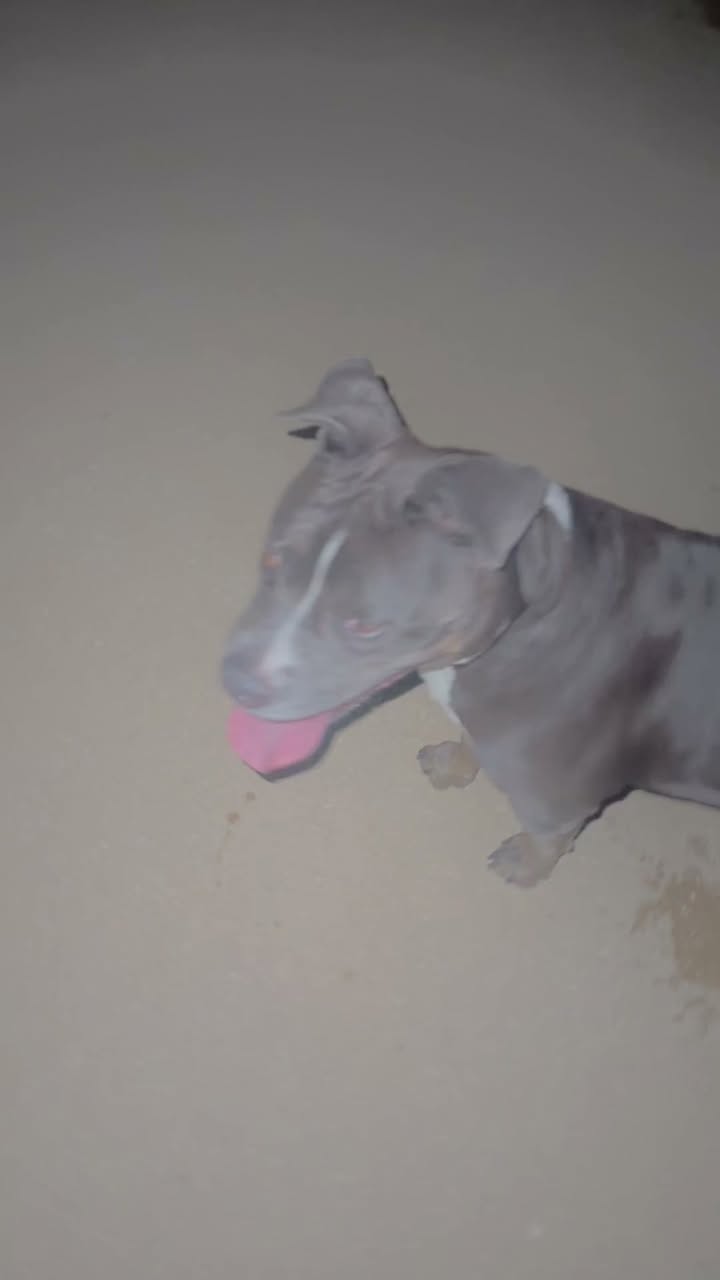 Dog reported found or sighted in Las Vegas, NV