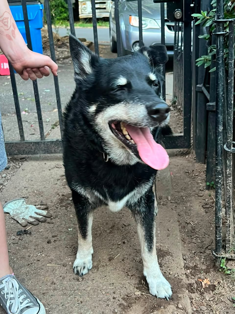 Dog reported found or sighted in Seattle, WA