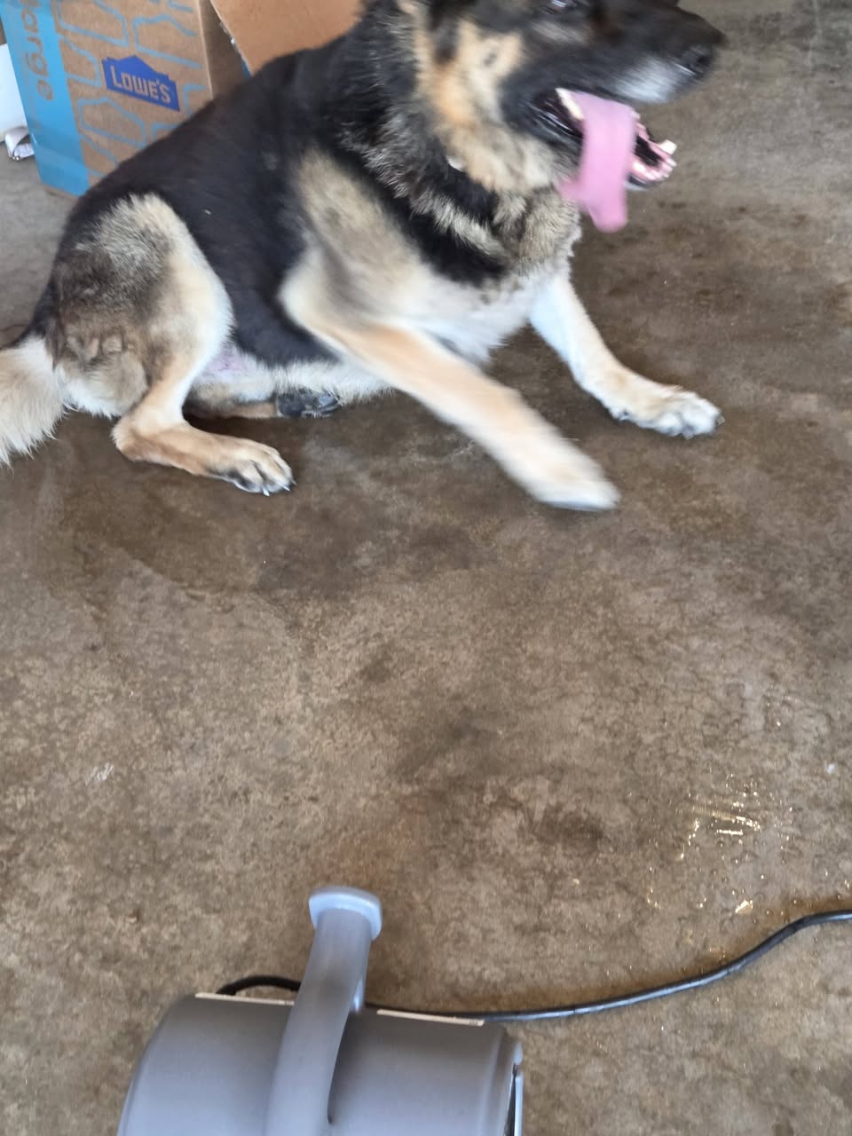 Dog reported found or sighted in Kansas City, MO