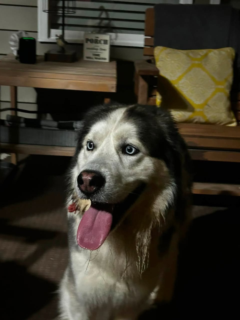Dog reported missing in Charlotte, NC