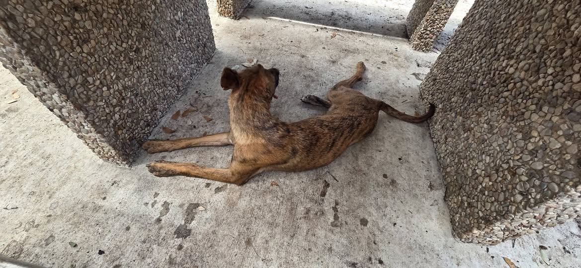 Dog reported missing in San Antonio, TX