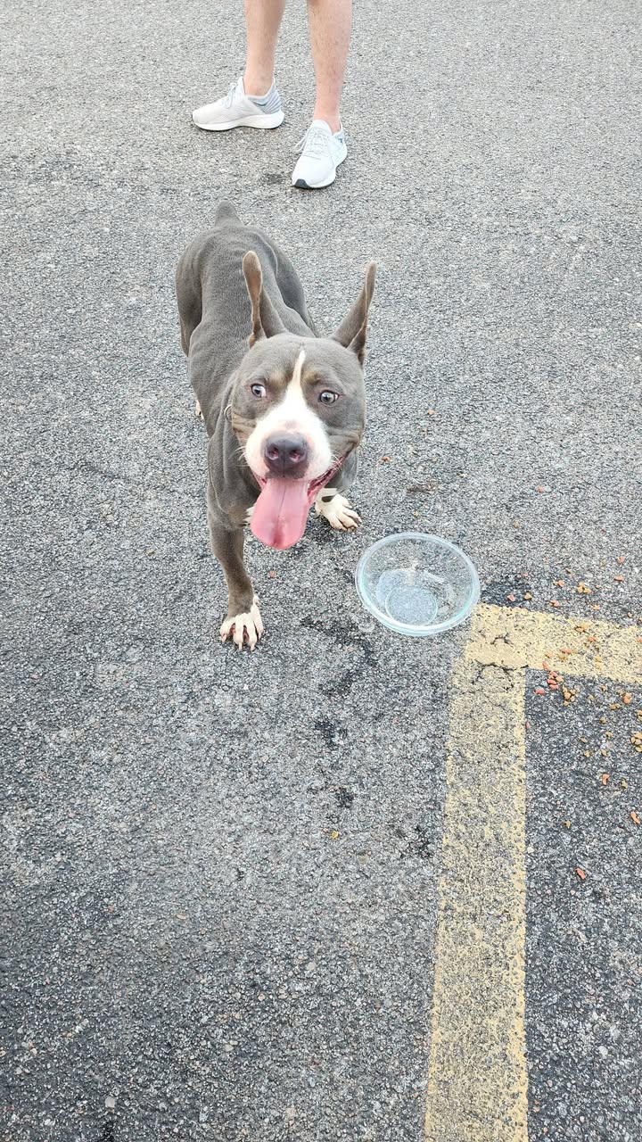 Dog reported found or sighted in Wichita, KS