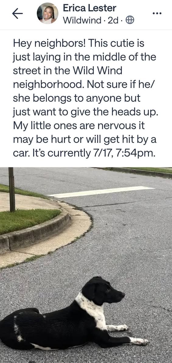 Dog reported found or sighted in Atlanta, GA