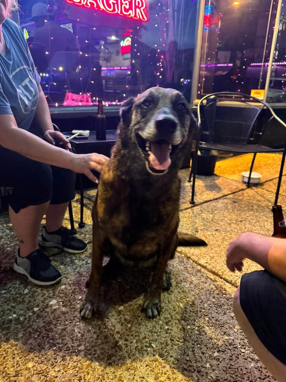 Frankie reported found or sighted in St. Louis, MO
