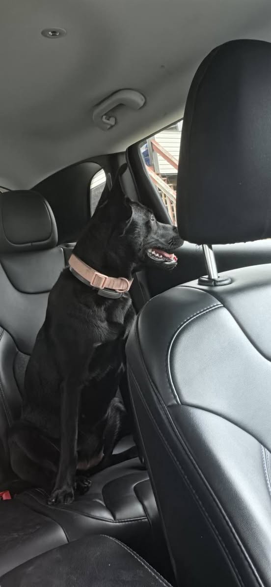 Dog reported found or sighted in Pittsburgh, PA