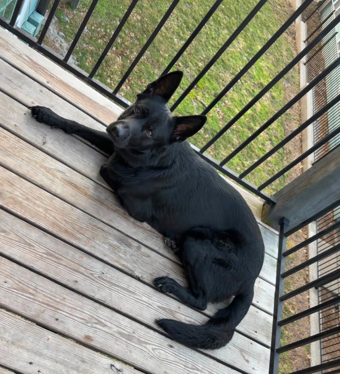 Dog reported missing in Lexington, KY