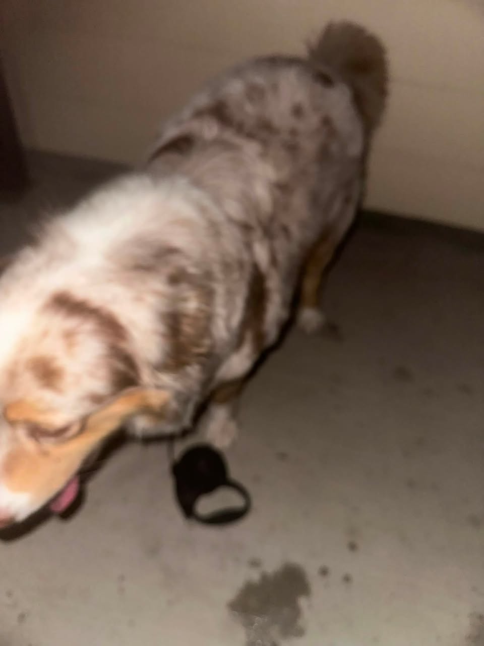 Dog reported missing in Laredo, TX