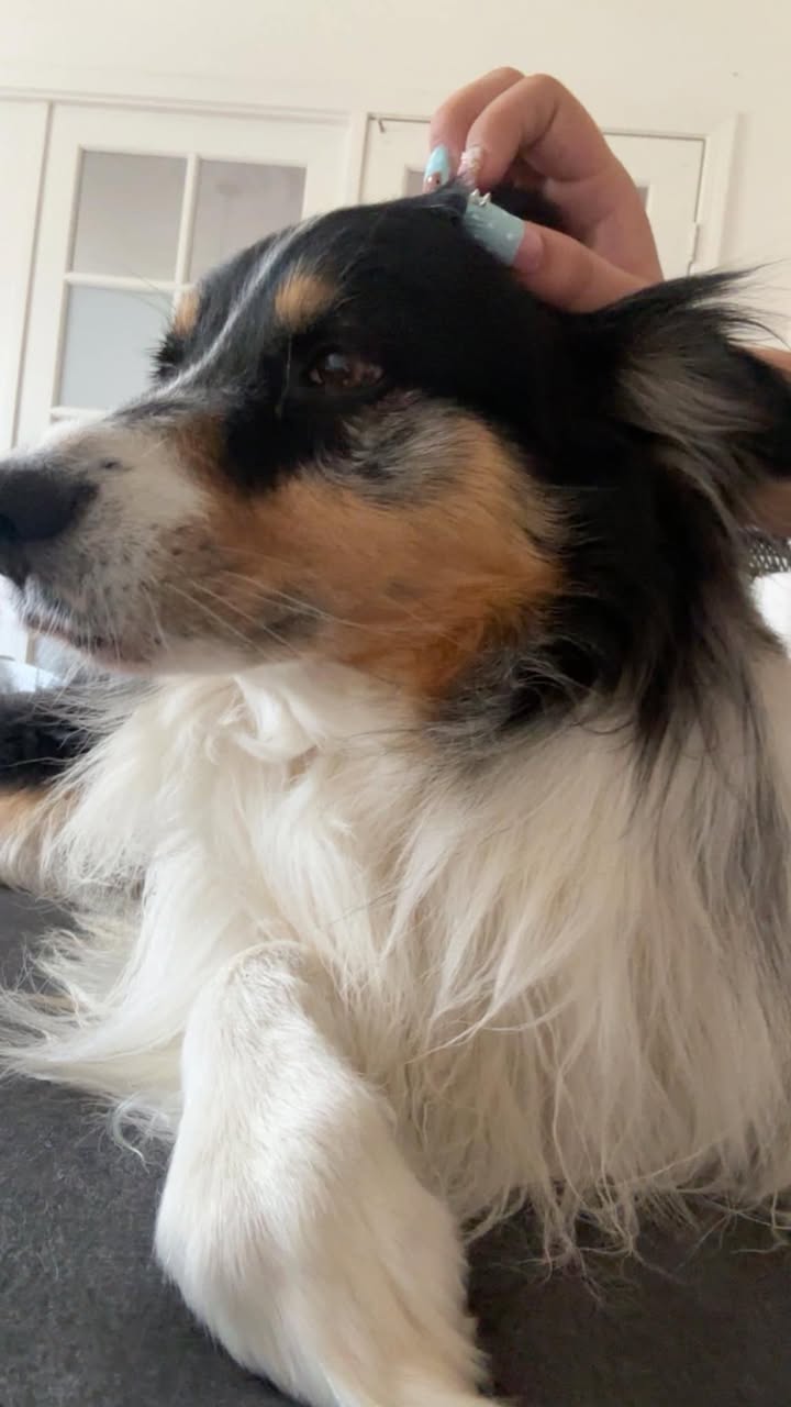 Ace reported missing in Bakersfield, CA