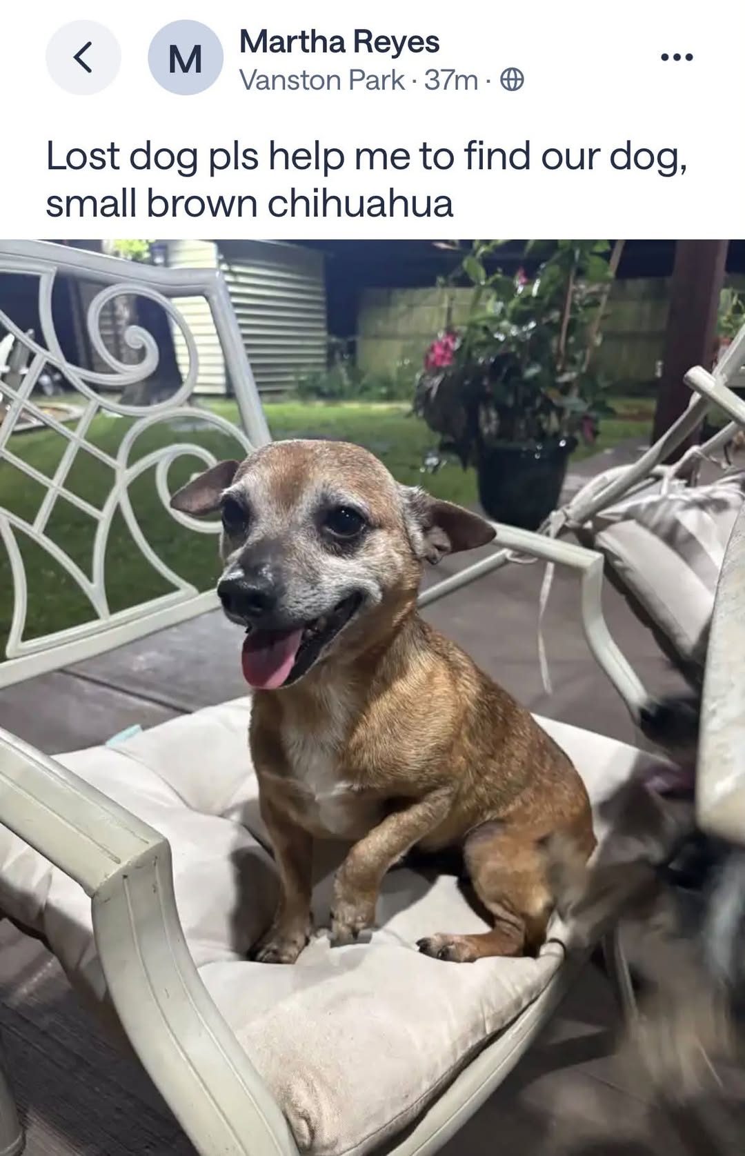 Dog reported missing in Garland, TX