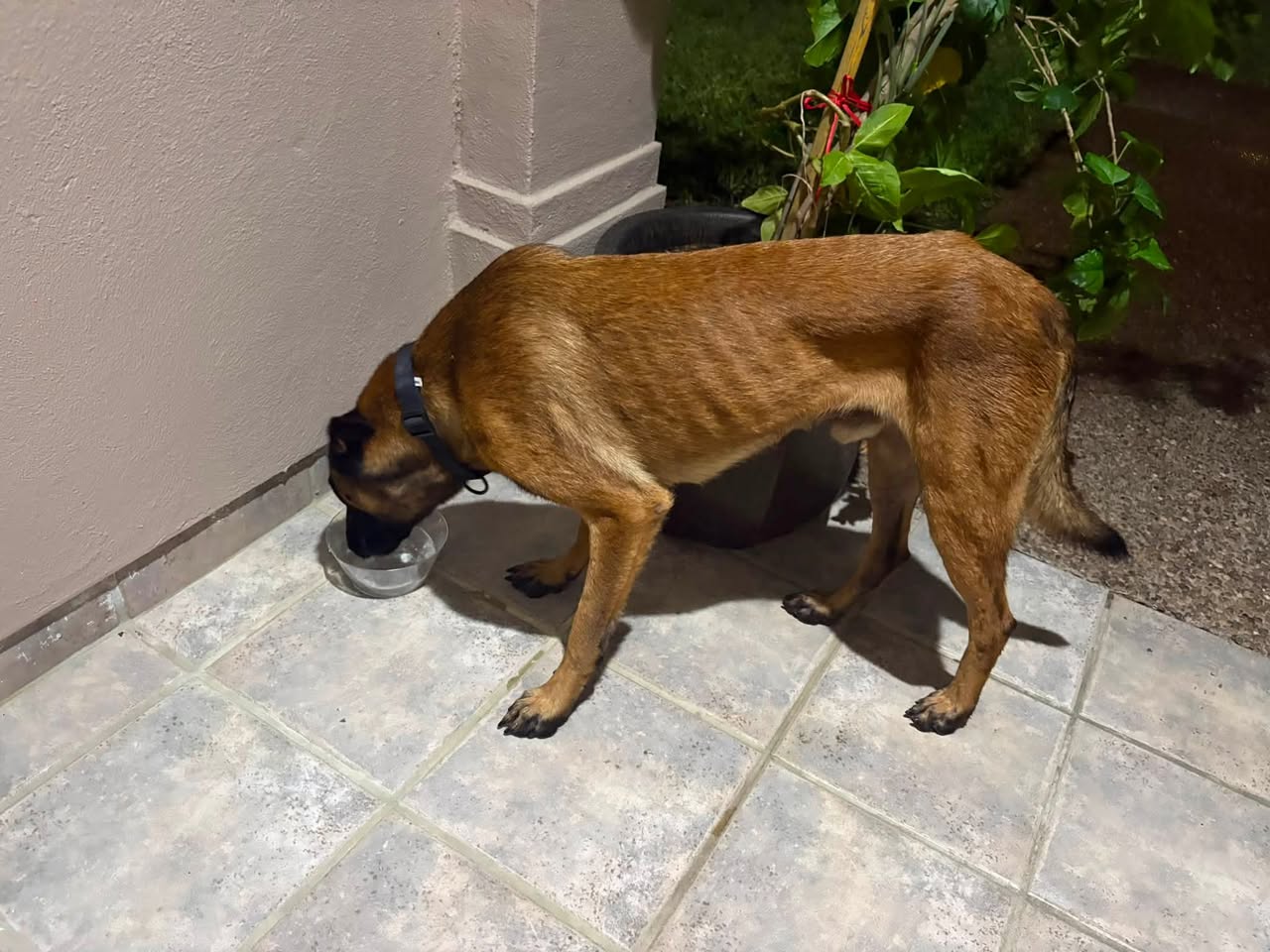 Dog reported found or sighted in Laredo, TX