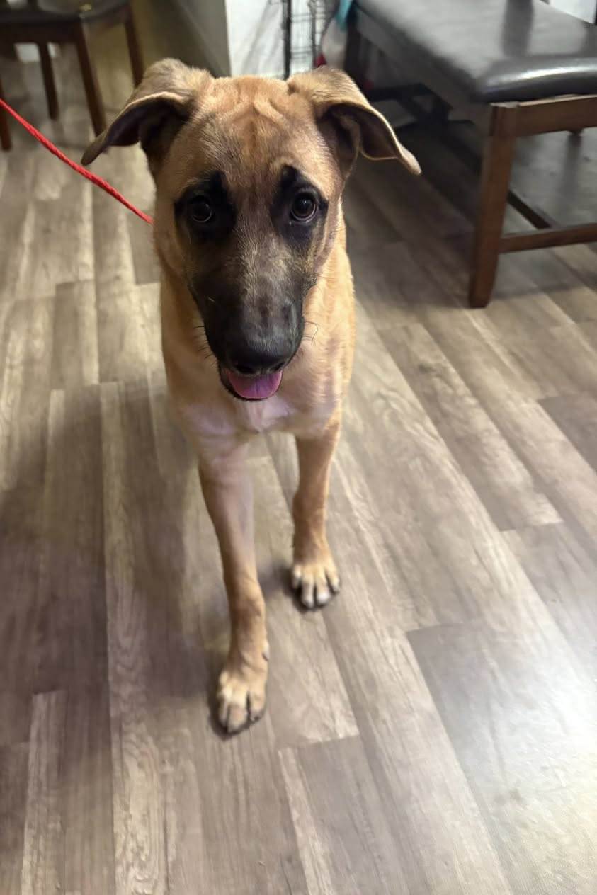 Dog reported found or sighted in North Las Vegas, NV
