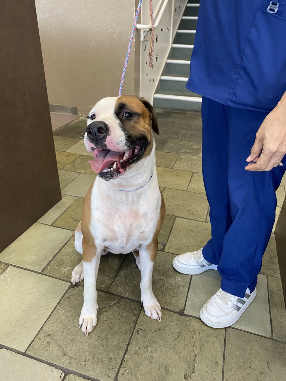 Dog reported found or sighted in Honolulu, HI