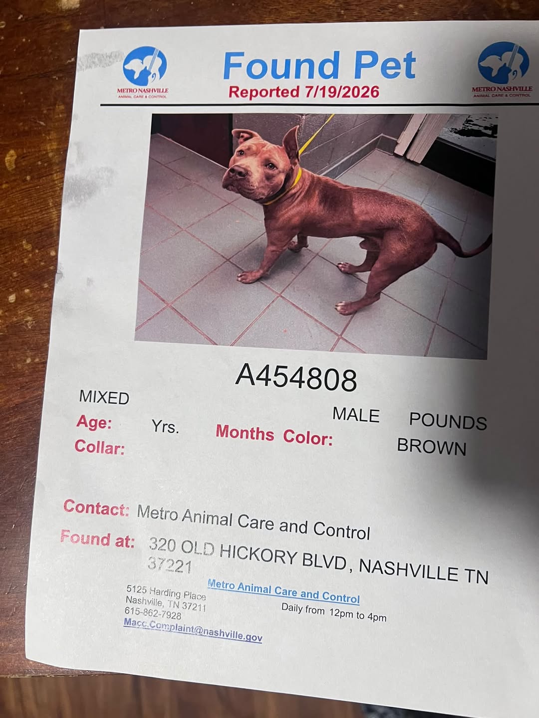 Dog reported found or sighted in Nashville, TN