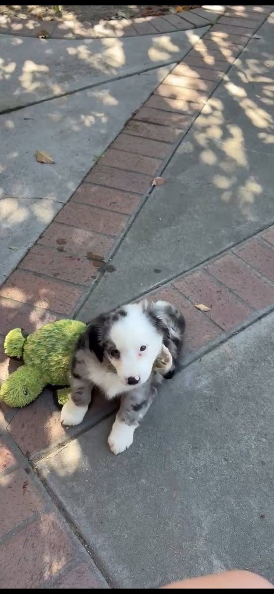 Dog reported found or sighted in San Jose, CA