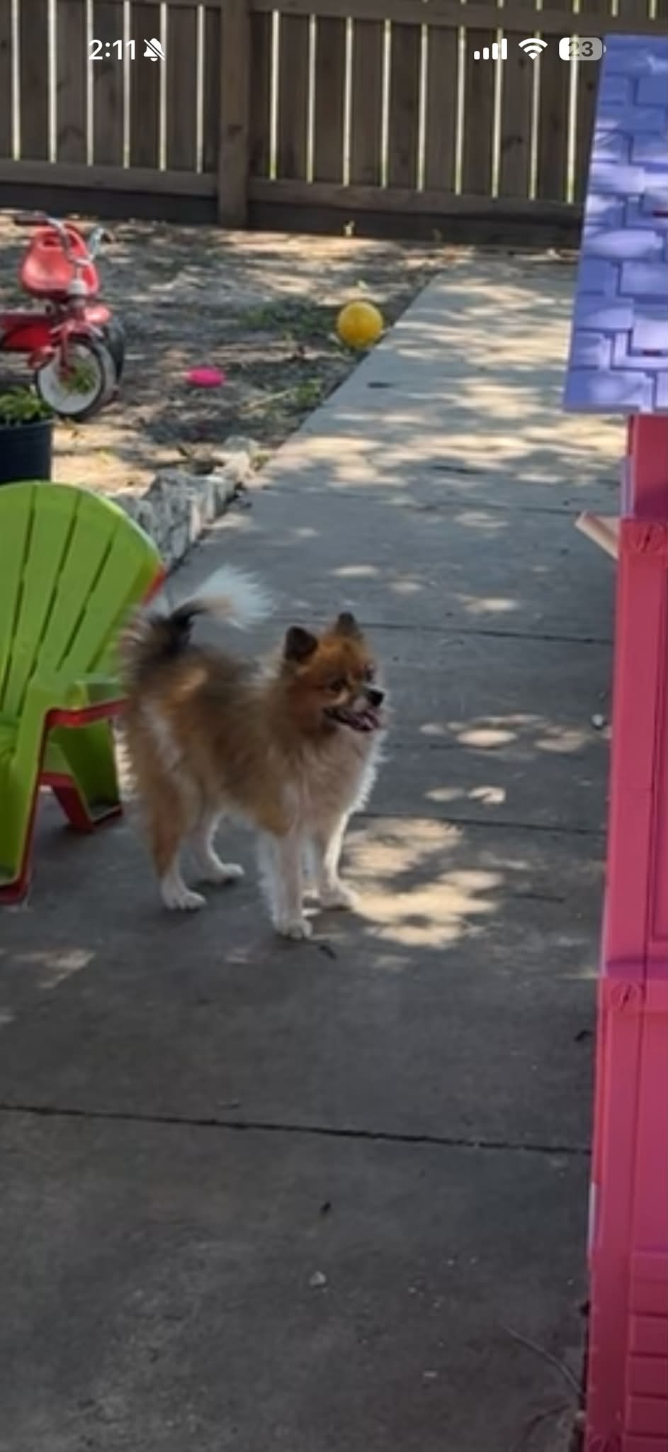 Dog reported missing in Corpus Christi, TX